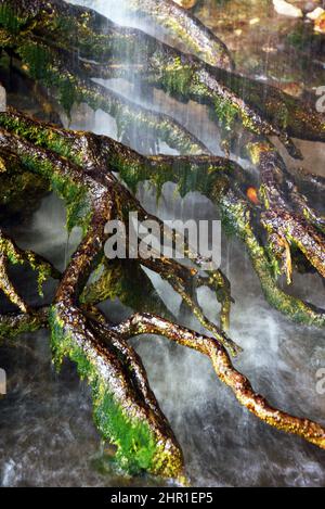 Baumwurzeln in einem Wasserfall, Kroatien, Nationalpark Plitvicer Seen Stockfoto