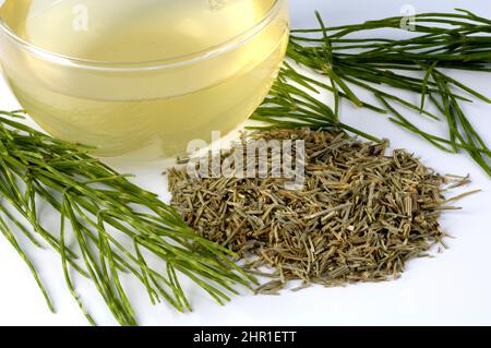 Feldachsetail (Equisetum arvense), gehackter Schachtelhalm und Tasse Schachtelhalm-Tee, Ausschnitt Stockfoto