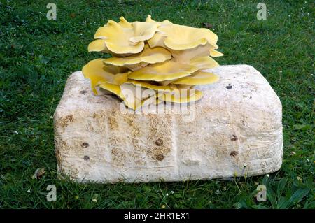 Branching Oyster (Pleurotus cornucopiae), Substratblock mit Myzel für den Pilzanbau Stockfoto