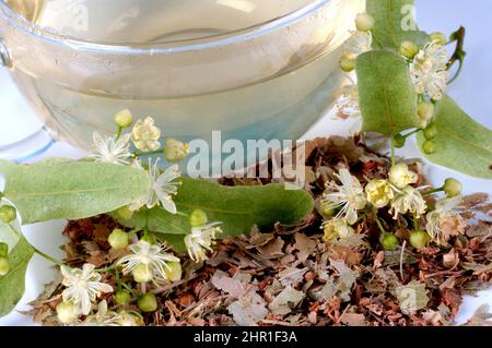 Linden, Linden, Linde (Tilia spec.), Tee aus Lindenblüten Stockfoto