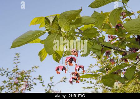 Dingle baumeln (Euonymus planipes), Zweig mit reifen Früchten Stockfoto