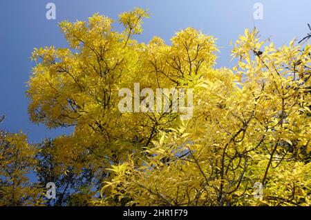 Amerikanische Asche, weiße Asche (Fraxinus americana), im Herbst Stockfoto