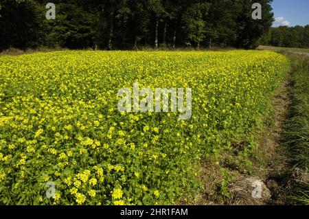 Weißer Senf (Sinapis alba, Brassica alba), Feldeith weißer Senf als Zwischenfrucht, Deutschland Stockfoto