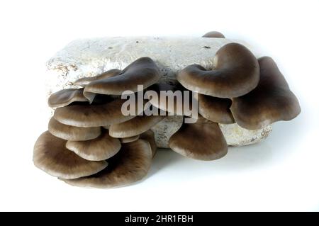 Austernpilz (Pleurotus ostreatus), Pilzzucht auf einem Substrat Stockfoto
