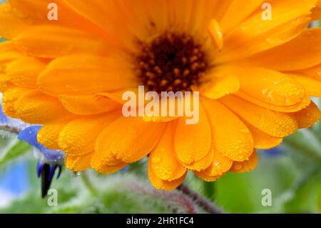 Garten-Ringelblume (Calendula Officinalis), blühen Stockfoto