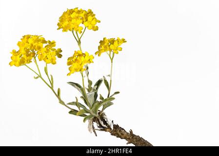 Golden Alyssum, Golden Tuft, Korb-of-Gold (Alyssum saxatile, Aurinia saxatilis), blühend, Cut out, Deutschland, Bayern Stockfoto