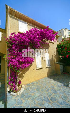Papierfabrik, vier Uhr (Bougainvillea-Hybride), Haus in der Altstadt, Frankreich, Korsika, Saint Florent Stockfoto