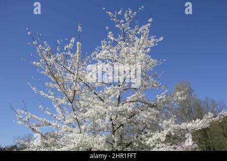 Tokio-Sherry, Yoshino Kirschenbaum, Potomac Kirsche (Prunus Yedoensis, Prunus X yedoensis, Prunus Speciosa X Prunus Subhirtella), blühen Stockfoto