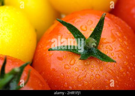 Gartentomate (Solanum lycopersicum, Lycopersicon esculentum), frische verschiedene Tomaten Stockfoto