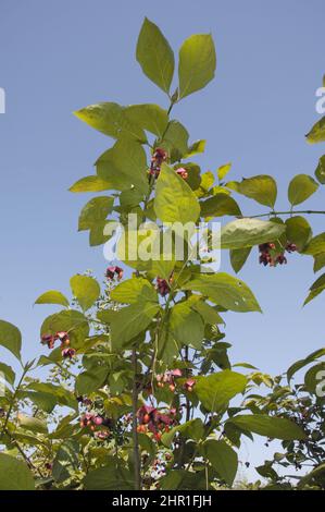 Dingle baumeln (Euonymus planipes), Zweig mit reifen Früchten Stockfoto