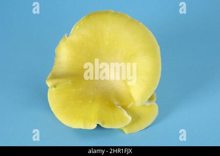 Verzweigungsauster (Pleurotus cornucopiae), Fruchtkörper, Ansicht von oben Stockfoto