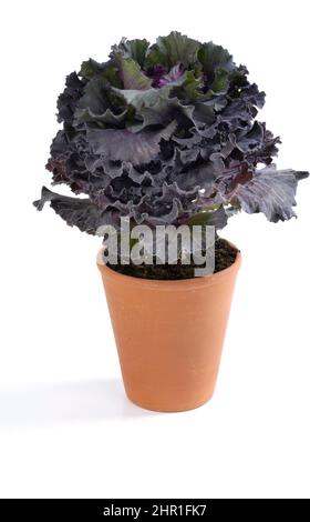 Zierkohl (Brassica oleracea), in einem pott, ausgeschnitten Stockfoto