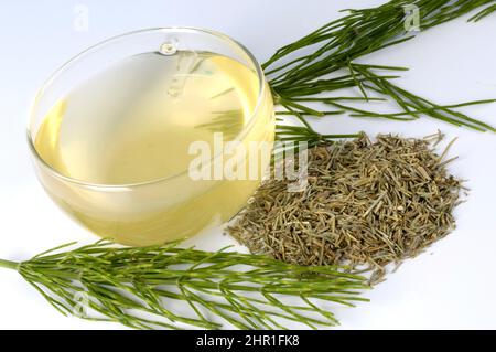 Feldachsetail (Equisetum arvense), gehackter Schachtelhalm und Tasse Schachtelhalm-Tee, Ausschnitt Stockfoto