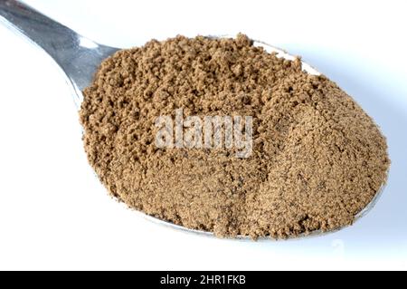 Lackierte Halterung, Reishi-Pilz, Lingzhi-Pilz (Ganoderma lucidum), lackiertes Halterungspulver auf einem Löffel Stockfoto