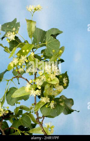 Kleinblättrige Linde, littleleaf linden, kleinblättrige Linde (Tilia cordata), Zweig mit Blumen und Blättern Stockfoto