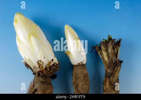 Mit Zichorie, belgischem Endive, Sukkkkkkory (Cichorium intybus var. foliosum), verschiedenen Wachstumsstadien Stockfoto