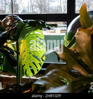 Die Blätter der Schweizer Käsepflanze Monstera spiegeln sich in einer Glashängelampe im Tom Dixon Flagship Store und Showroom in Coal Drops Yard, Kings Cross, London, Großbritannien Stockfoto