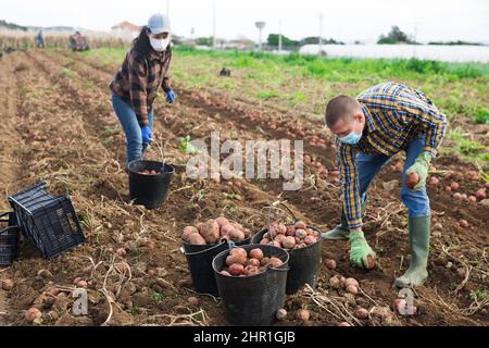 Ein paar Bauern in Masken Kartoffeln ernten Stockfoto