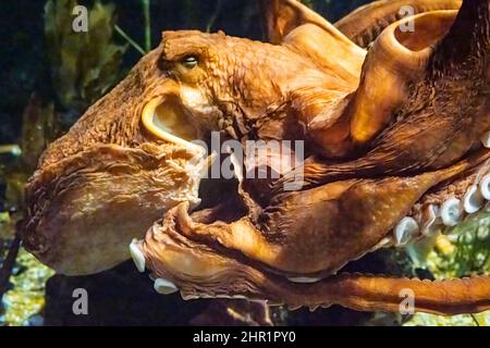 Riesiger Pazifischer Oktopus (Enteroctopus dofleini) im Georgia Aquarium in der Innenstadt von Atlanta, Georgia. (USA) Stockfoto