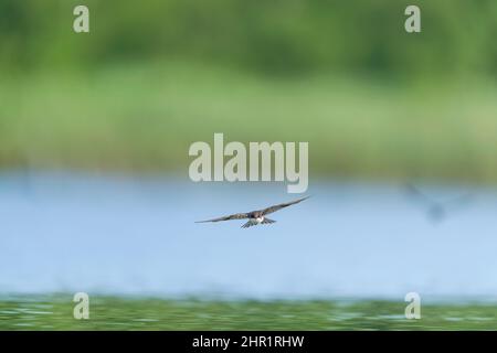 Jungbaum-Schwalbe (Tachycineta bicolo) fliegt direkt auf die Kamera zu, mit weit über dem Wasser ausgebreiteten Flügeln, die nach innen huten Stockfoto