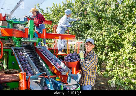 Gruppe von Arbeitern, die Pflaumen mit einer Sortiermaschine ernten Stockfoto