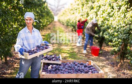 Arbeitsfrau trägt Kiste mit geernteten Pflaumen im Obstgarten Stockfoto