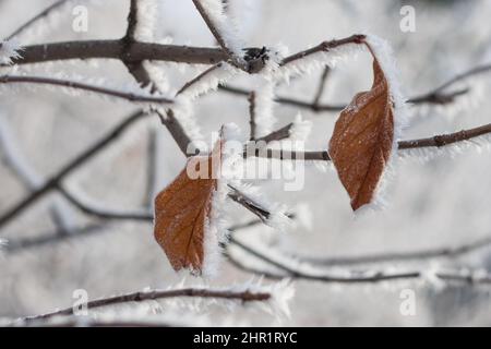 Frost auf bunten Herbstblättern Stockfoto