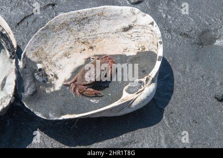 Kleine Krabbe in einer Meeresmuschel Stockfoto