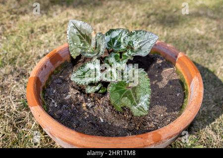 Cyclamen Pflanzen wachsen in einem Topf Stockfoto