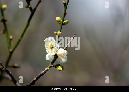 Weiße Pflaumenblüten aus nächster Nähe in voller Blüte. Am Nachmittag blühen im Frühling im Shuangxi Park Blumen. Taipeh, Taiwan. Stockfoto