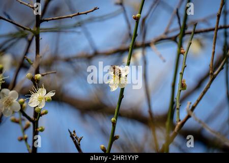 Weiße Pflaumen blühen in voller Blüte und locken Bienen für Nektar an. Am Nachmittag blühen im Frühling im Shuangxi Park Blumen. Taipeh, Taiwan. Stockfoto