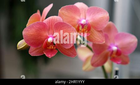 Aphrodites phalaenopsis Orchidee in Blüte Stockfoto