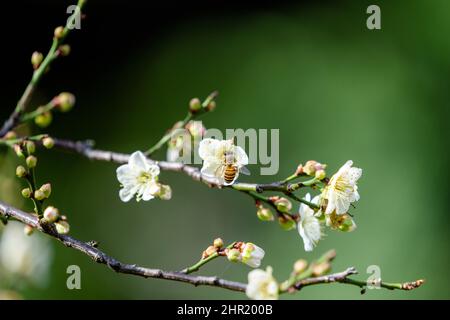 Weiße Pflaumen blühen in voller Blüte und locken Bienen für Nektar an. Am Nachmittag blühen im Frühling im Shuangxi Park Blumen. Taipeh, Taiwan. Stockfoto