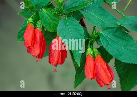 Die roten Blüten, die blühen werden. Malvaviscus ist eine Gattung blühender Pflanzen aus der Malvenfamilie Malvaceae. Turks Mütze Malow, Wachsmalow. Taipeh, Ta Stockfoto