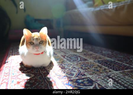 Ginger cat sitzen auf dem Teppich Stockfoto