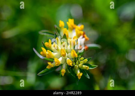 Anthyllis vulneraria ssp. Alpestris blüht in Bergen Stockfoto