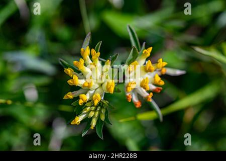 Anthyllis vulneraria ssp. Alpestris blüht in Bergen Stockfoto