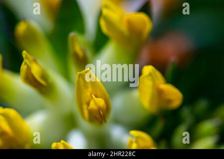 Anthyllis vulneraria ssp. Alpestris blüht in Bergen, aus der Nähe Stockfoto