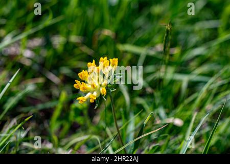 Anthyllis vulneraria ssp. Alpestris blüht in Bergen, Nahaufnahme Stockfoto