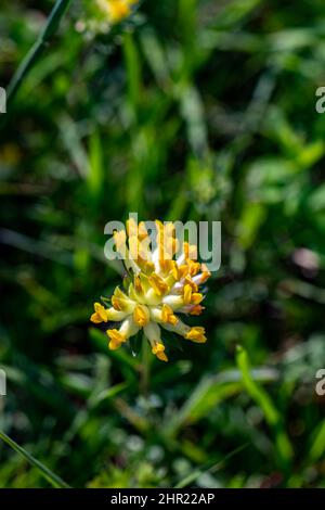 Anthyllis vulneraria ssp. Alpestris Blume wächst in Bergen, Nahaufnahme Stockfoto