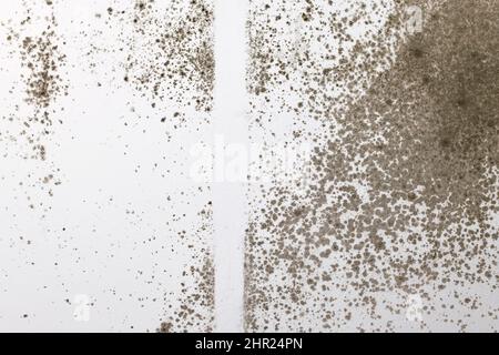 Aspergillus-Pilzschimmel wächst an der weißen Zimmerwand Stockfoto