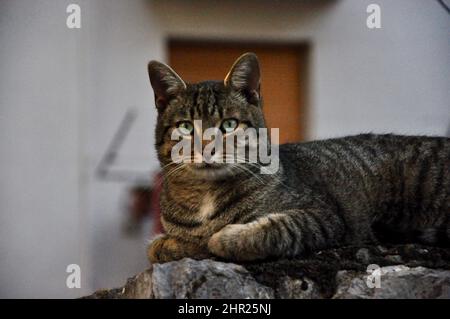 Tiger Katze Profil sitzt auf dem Boden.Tiger Katze wartet auf eine Mahlzeit am geschlossenen Fenster. Katze sitzt und schaut. Stockfoto