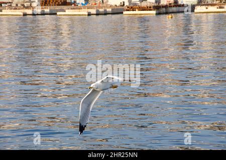 Meeresmöwe, die bei Sonnenuntergang in der goldenen Stunde nahe am Meer fliegt. Nahaufnahme der Möwe im Flug. Offene Flügel.die weiße Möwe durchbricht den ruhigen Hafen von Rijeka Stockfoto