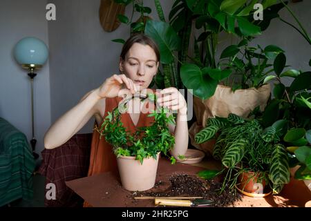 Frau, die zu Hause im Garten arbeitet, junge Blumenpflanzen in Kochbananen. Die Hände der Frau beginnen eine Heimpflanze. Die Pflanzung in einen neuen Blumentopf, der Florist tut, was er liebt Stockfoto