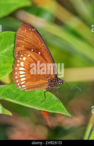 Gewöhnlicher indischer Krähenschmetterling - Euploea Kern, großer farbiger Schmetterling aus asiatischen Wiesen und Gärten, Sri Lanka. Stockfoto