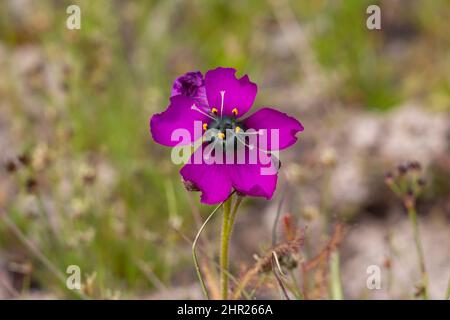 Einzelblüte einer purpurnen Drosera cistiflora (einer fleischfressenden Pflanze) im westlichen Kap von Südafrika Stockfoto