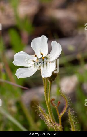 Fleischfressende Pflanzen: Blume einer weiß blühenden Drosera cistiflora bei Malmesburry im westlichen Kap von Südafrika Stockfoto