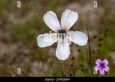 Nahaufnahme einer weißen Blume der Drosera cistiflora, die in der Nähe von Malmesburry am Westkap von Südafrika zu sehen ist Stockfoto