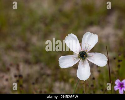 Weiße Blume der Drosera cistiflora mit Copyspace Stockfoto