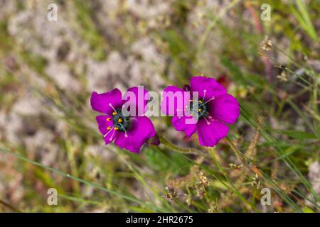 Zwei violette Blüten der fleischfressenden Pflanze Drosera cistiflora, aufgenommen in einem natürlichen Lebensraum in der Nähe von Malmesbury am Westkap von Südafrika Stockfoto